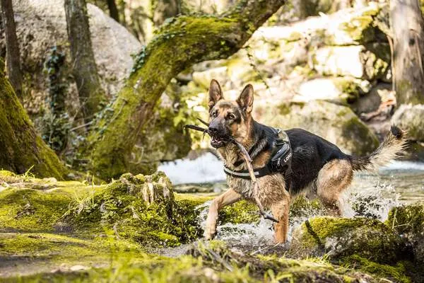 Julius K9 IDC Powerharness Camo Dog Harness