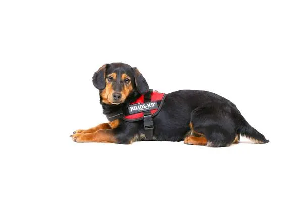 Julius K9 IDC Powerharness Red Dog Harness